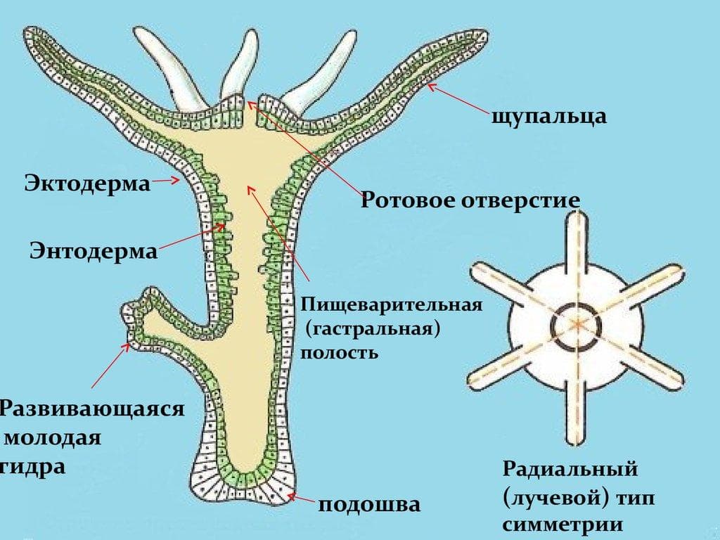 Кракен зеркало ссылка онлайн